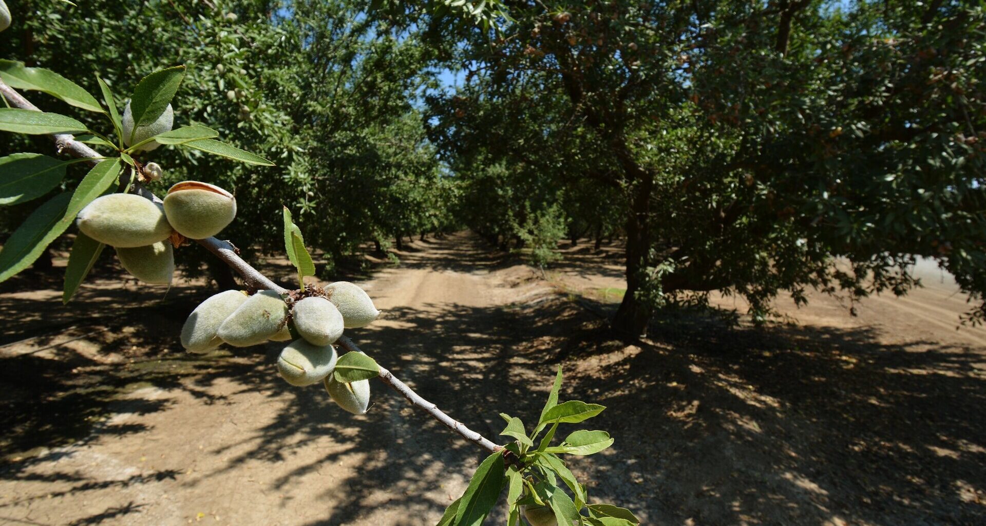 California Tree Nut Outlook Mixed