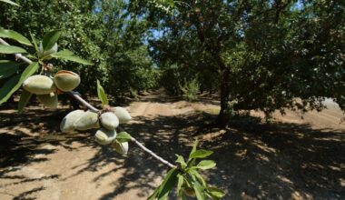 California Tree Nut Outlook Mixed