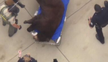 Bear wanders through a Los Angeles neighborhood