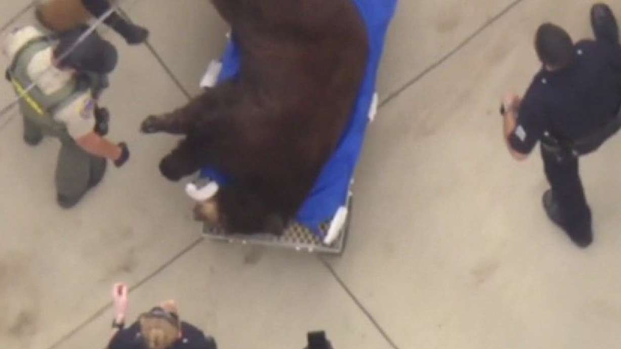 Bear wanders through a Los Angeles neighborhood