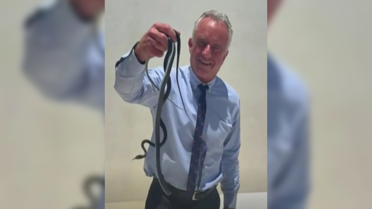 RFK Jr. snatches snakes in viral video – NBC 7 San Diego