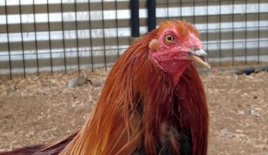 Deputies investigate suspected rooster-fighting operation in Lodi
