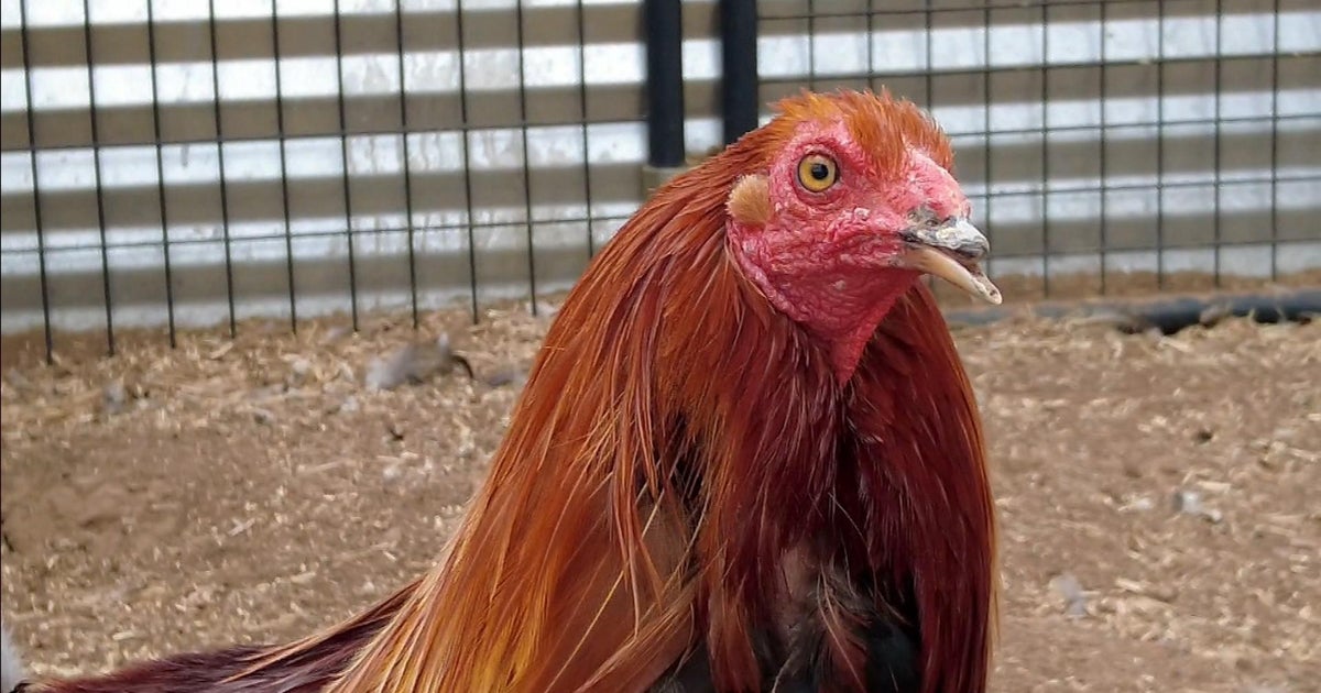 Deputies investigate suspected rooster-fighting operation in Lodi