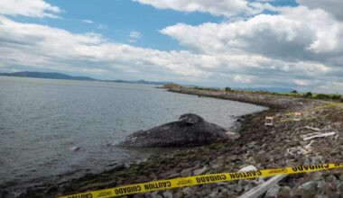 Dead gray whale found in water off San Leandro