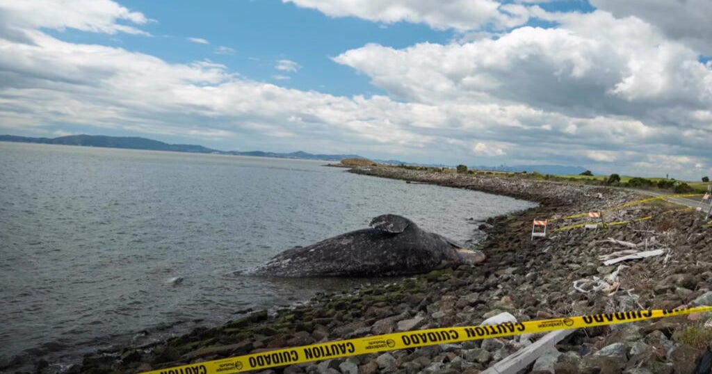 Dead gray whale found in water off San Leandro