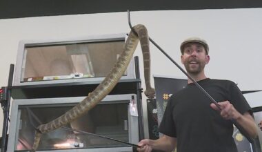 Deadly snake bites are up in California. Here's what to do if you see one.