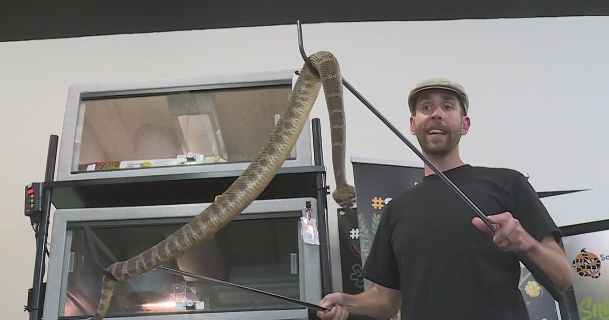 Deadly snake bites are up in California. Here's what to do if you see one.