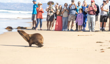 Tortellini, Rotini, and Cavatappi return home to the sea after recovery at Marine Mammal Care Center