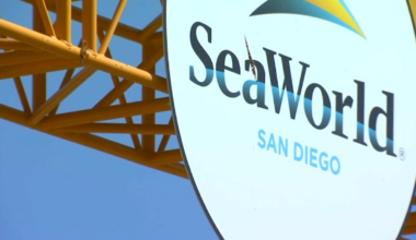 SeaWorld’s revamped Shark Encounter opens, as does dance floor for ‘deep sea disco’ – NBC 7 San Diego