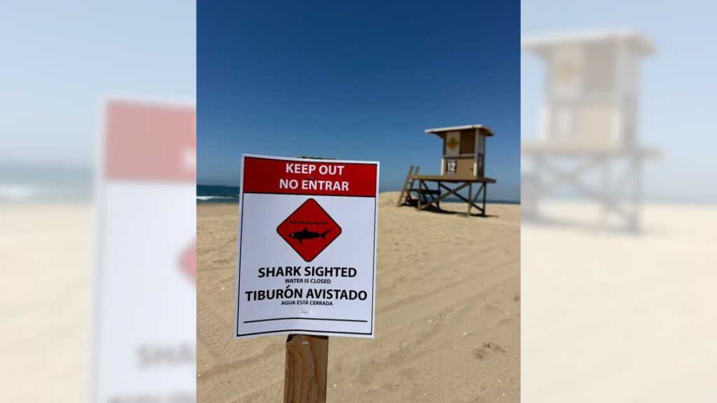 Shark feasting on a sea lion shuts down Sunset Beach in Huntington Beach – Orange County Register