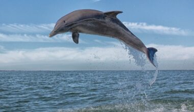Video Shows Dolphin Seizing On South OC Beach, Sparking Concern
