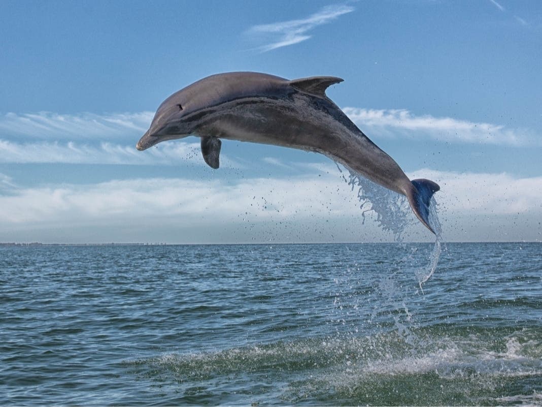 Video Shows Dolphin Seizing On South OC Beach, Sparking Concern