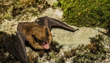 Rabid Bat Found In Orange County: What To Know