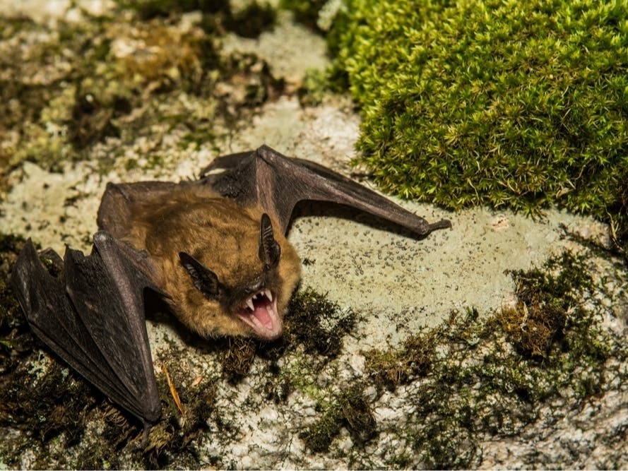 Rabid Bat Found In Orange County: What To Know