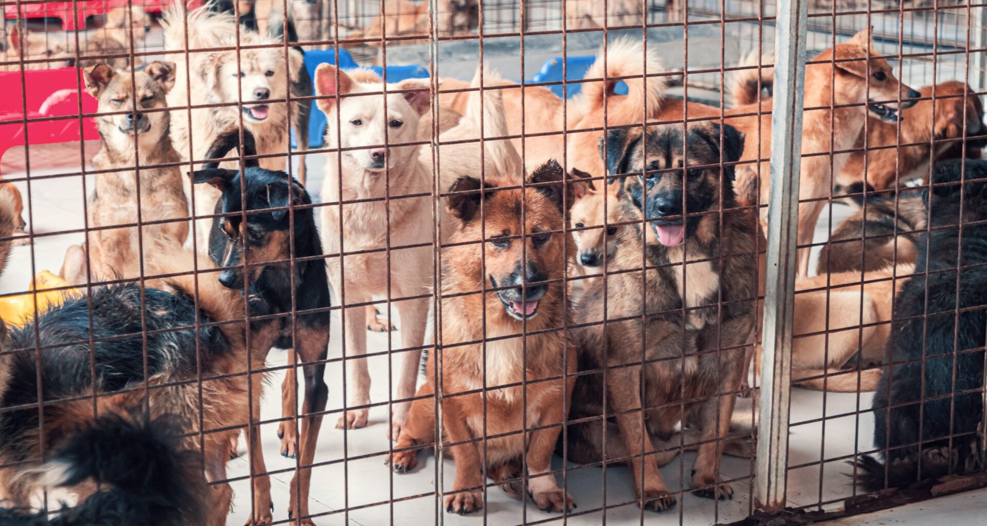 City Council Confirms New Animal Services GM
