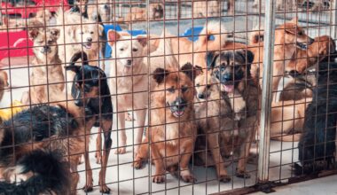 City Council Confirms New Animal Services GM