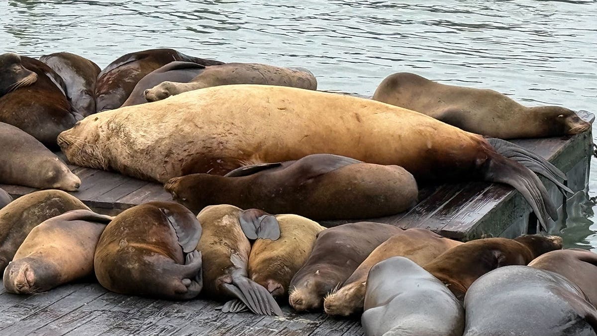 Chonkers the giant Steller sea lion lying on a dock with other sea lions at Fisherman's Wharf