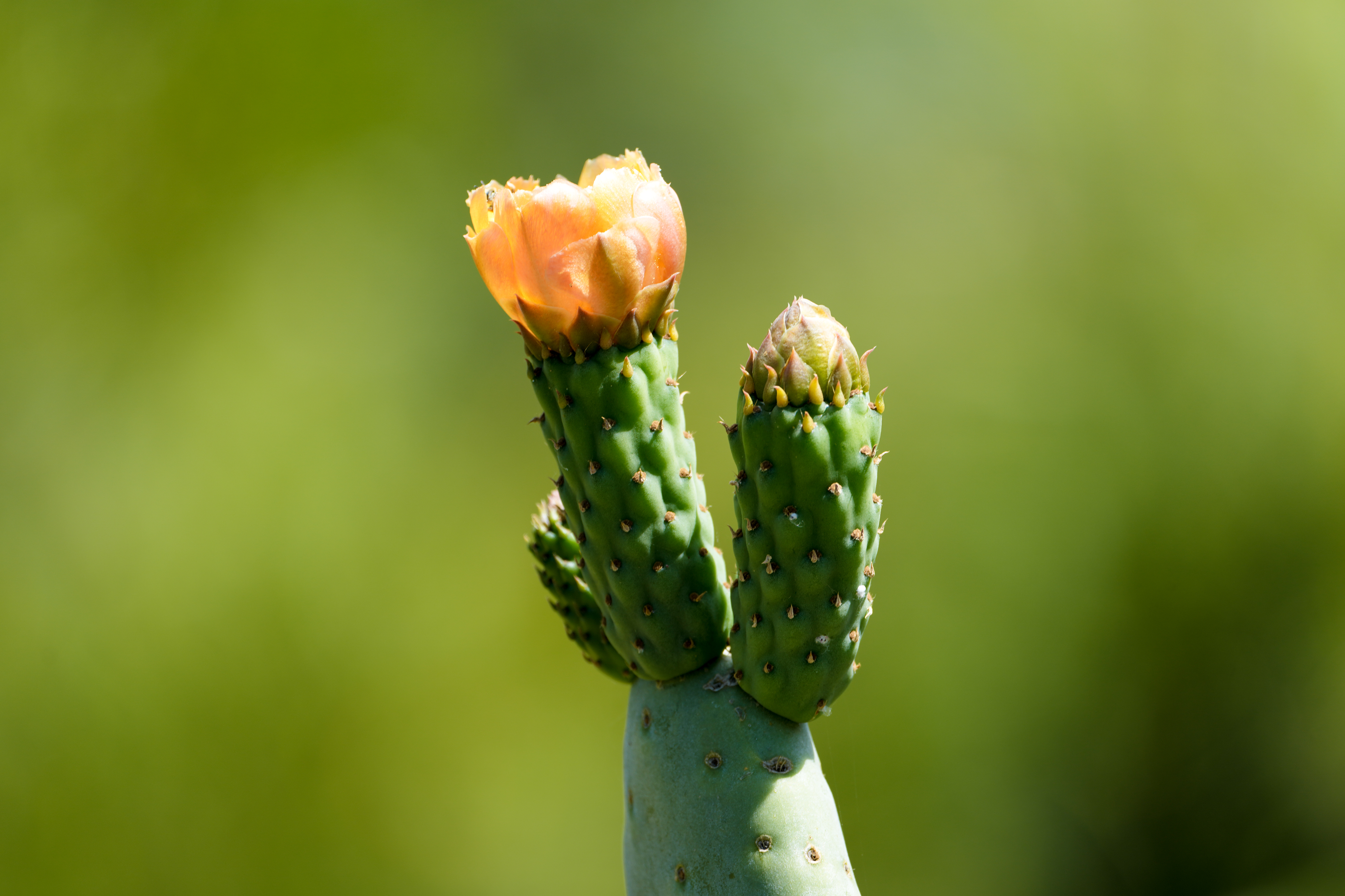 A flower emerges from the tip of a prickly pear...