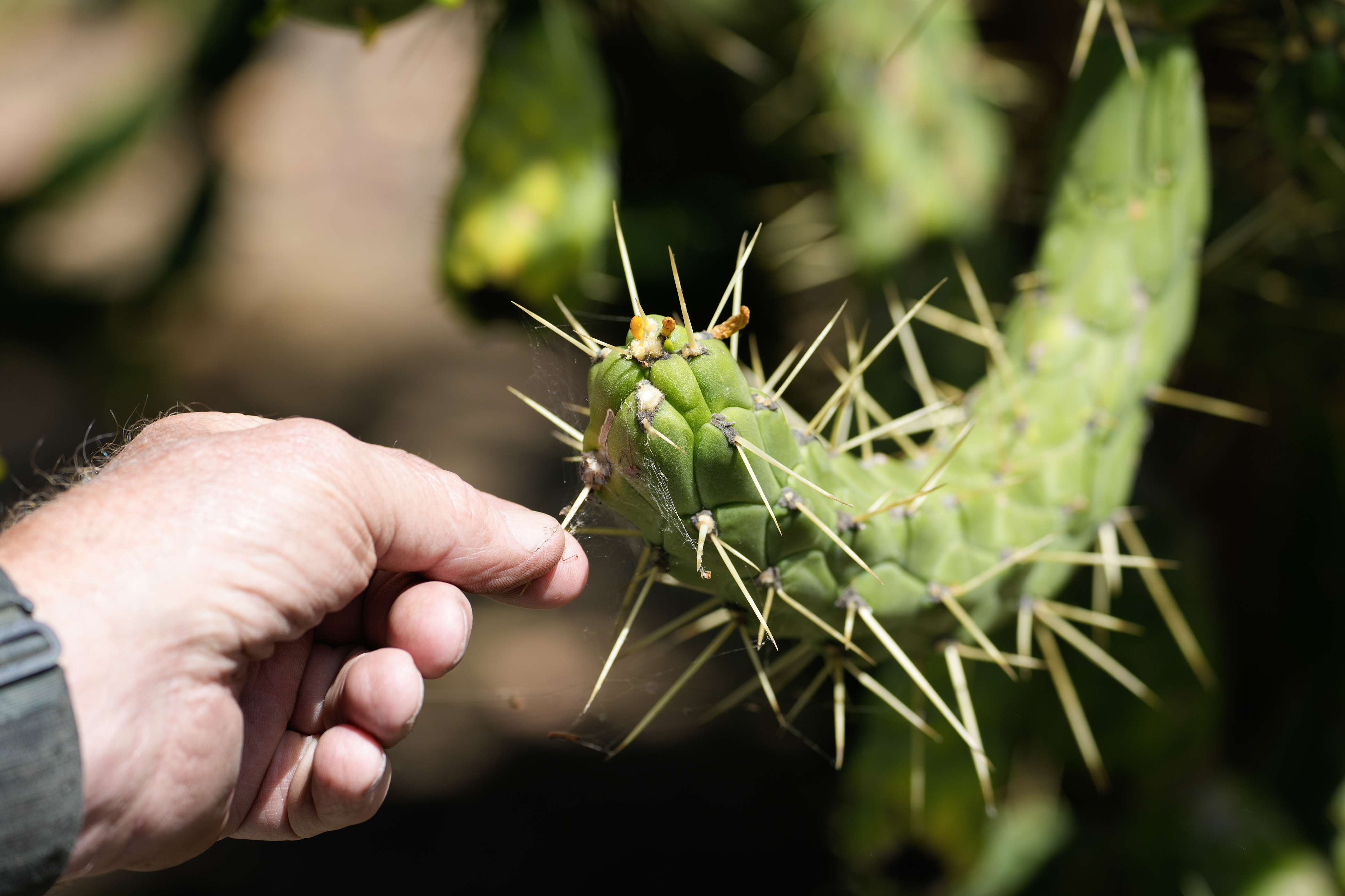 Cantu points out barbed spines in a stand of cholla...