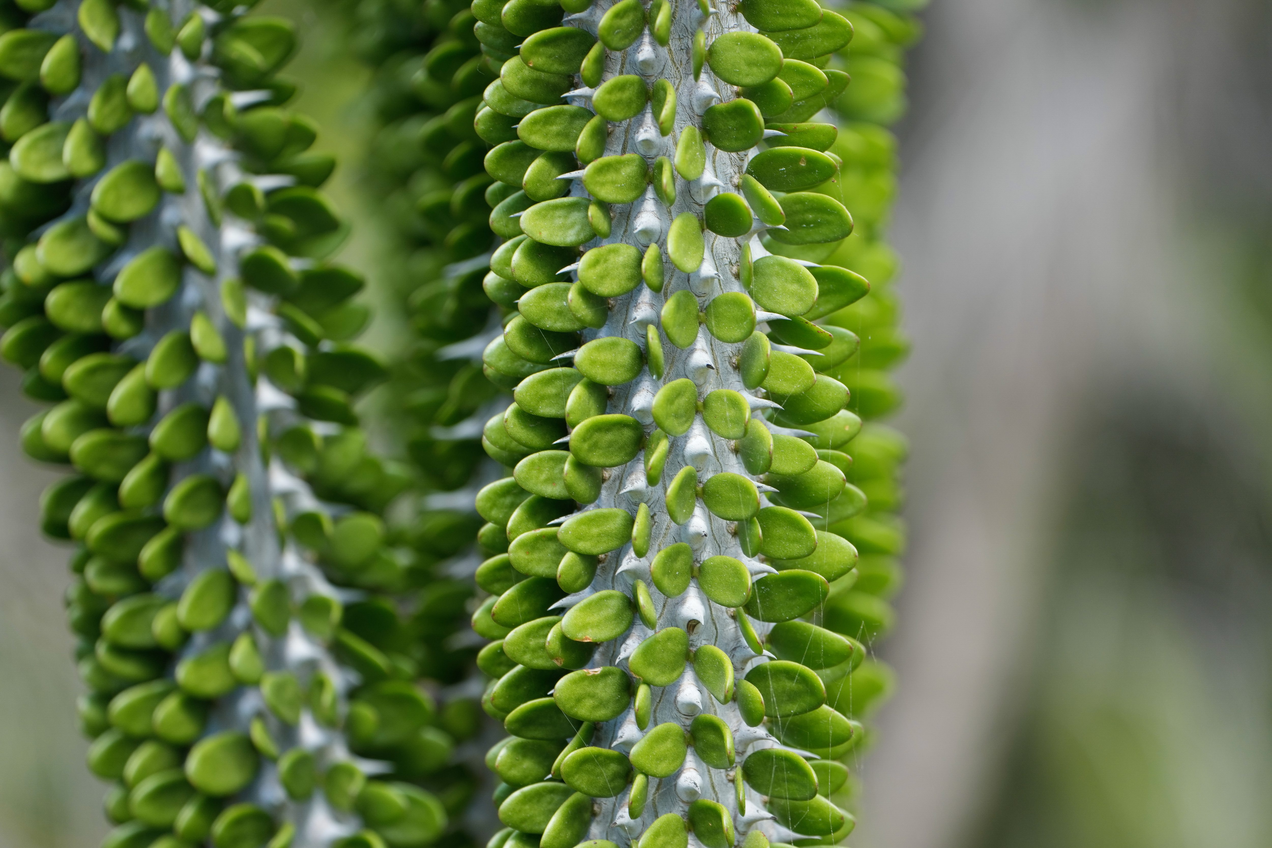 Small, thickly spaced leaves line the stalks of a large...