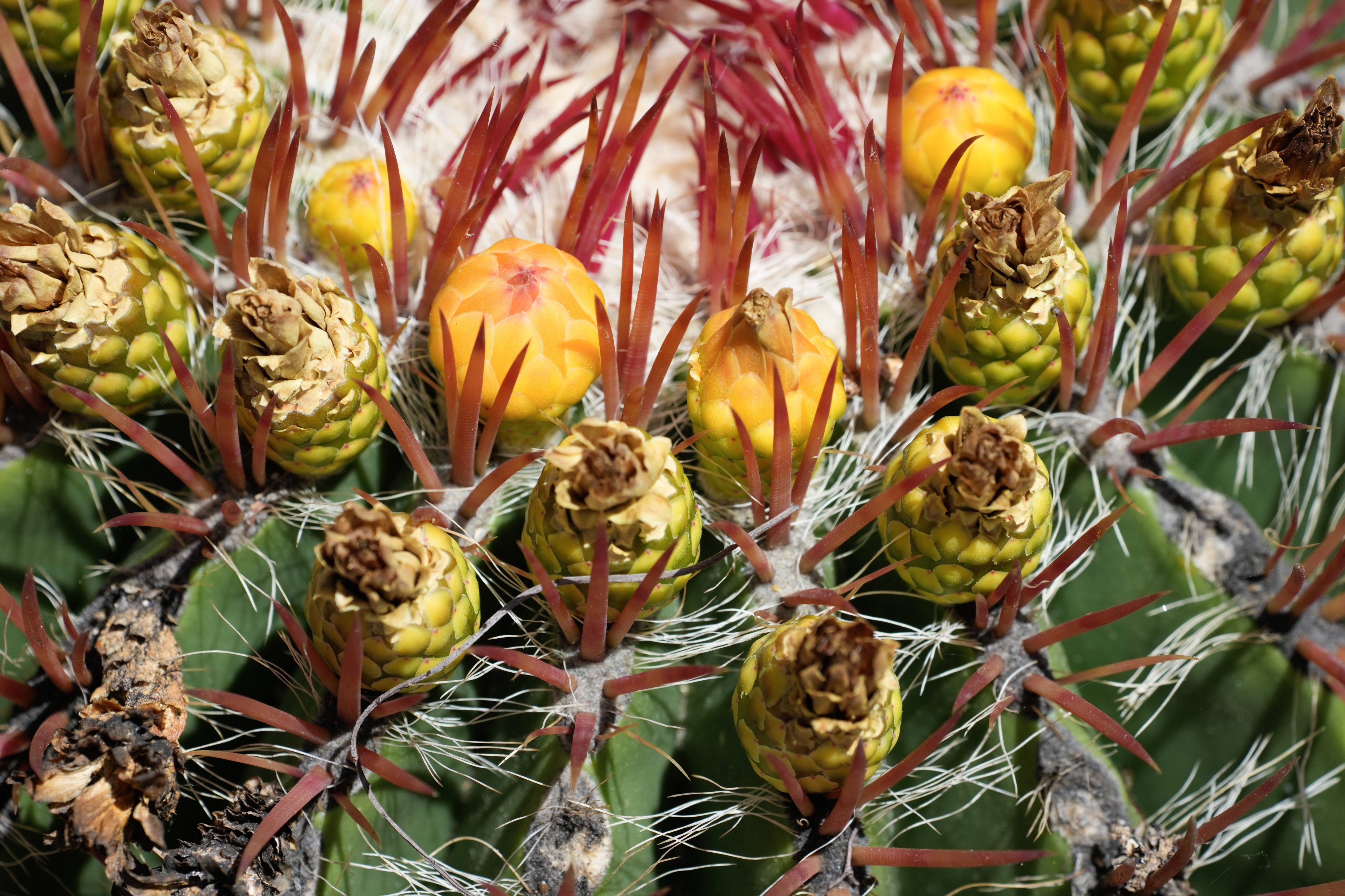 Cantuâs large home garden includes an array of mature cacti,...