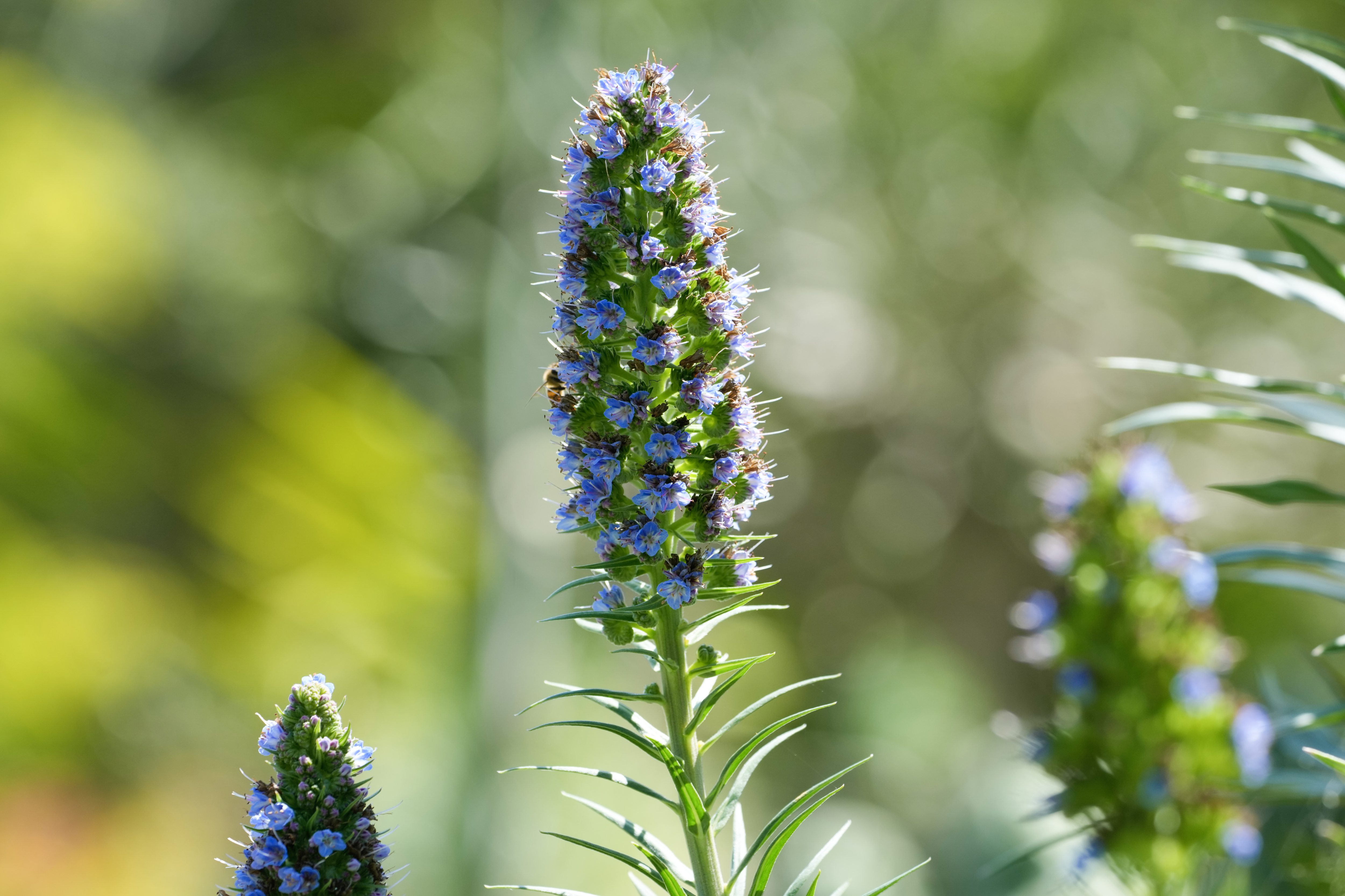 Purple blooming stalks rise from a Pride of Madeira plant...