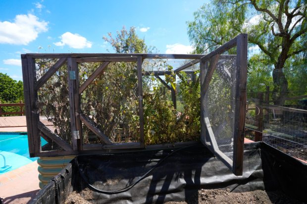 Cantu built frames for covered raised beds with chicken wire and hinged double doors that open outwards on both sides of the beds. The beds are spaced to provide access all the way around. (Nelvin C. Cepeda / The San Diego Union-Tribune)