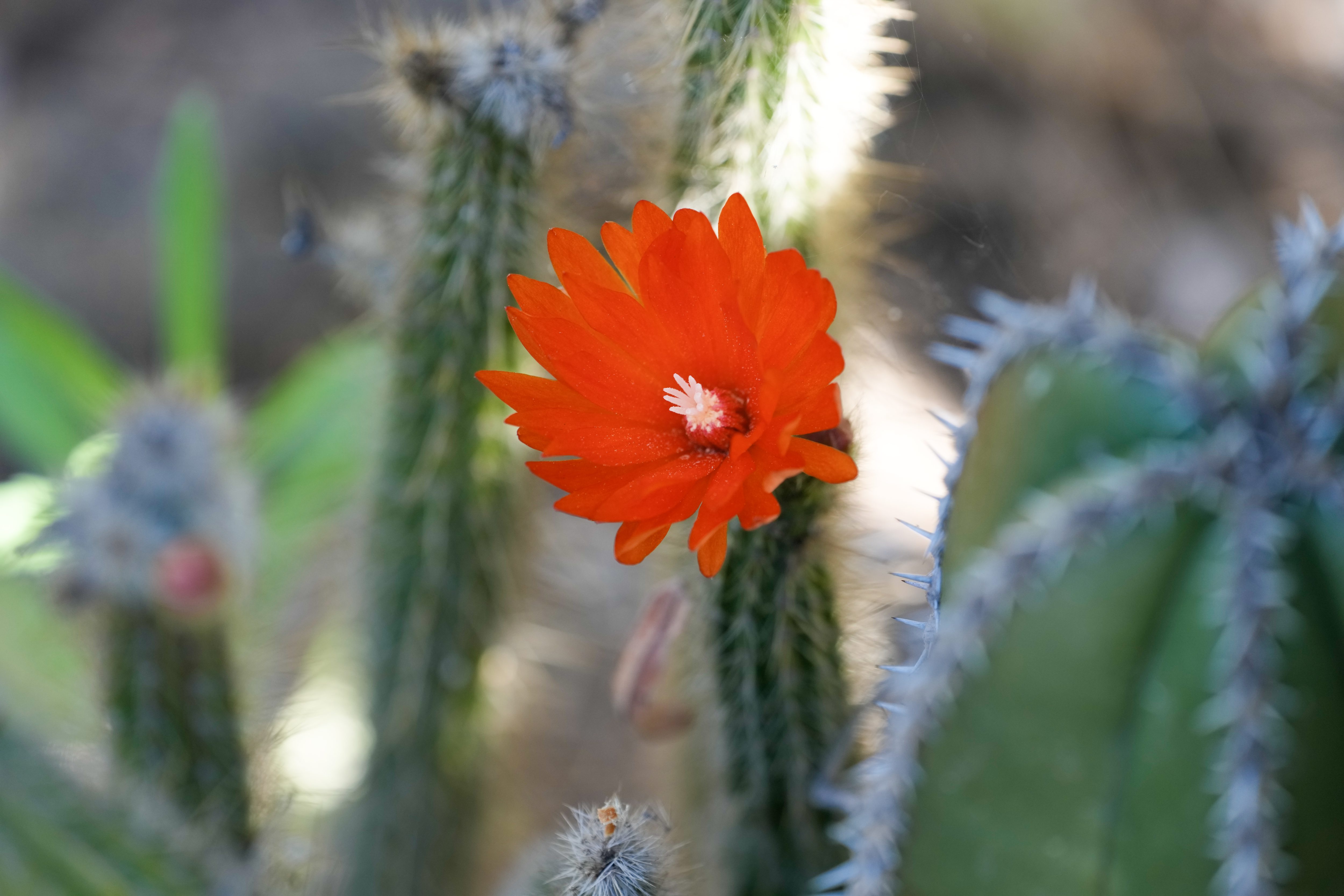 A vivid bloom from a jumping cholla in Cantuâs garden....