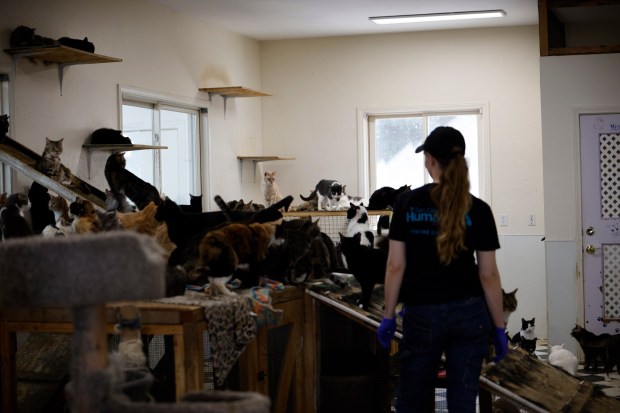 San Diego Humane Society took custody of hundreds of animals, including about 100 cats and several goats, at an animal sanctuary in Julian on Friday. They also expect to rescue at least 150 horses and several other animals. (Courtesy San Diego Humane Society)