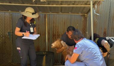 Mass animal rescue under way at sanctuary outside Julian