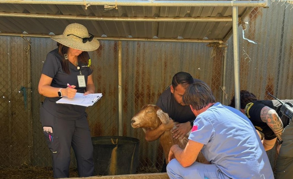 Mass animal rescue under way at sanctuary outside Julian