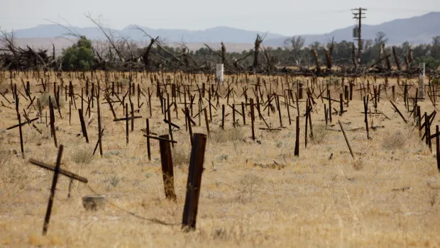 The remnants of a grape farm in Borrego Springs on Thursday, April 23, 2026. (Kristian Carreon / The San Diego Union-Tribune)