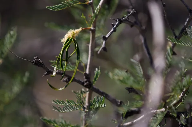 Seed pods hang from a mesquite in Borrego Springs on Thursday, April 23, 2026. (Kristian Carreon / The San Diego Union-Tribune)