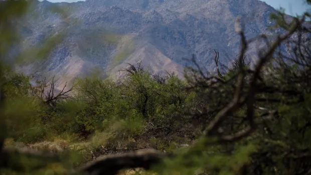 A mesquite bosque in Borrego Springs on Thursday, April 23, 2026. (Kristian Carreon / The San Diego Union-Tribune)