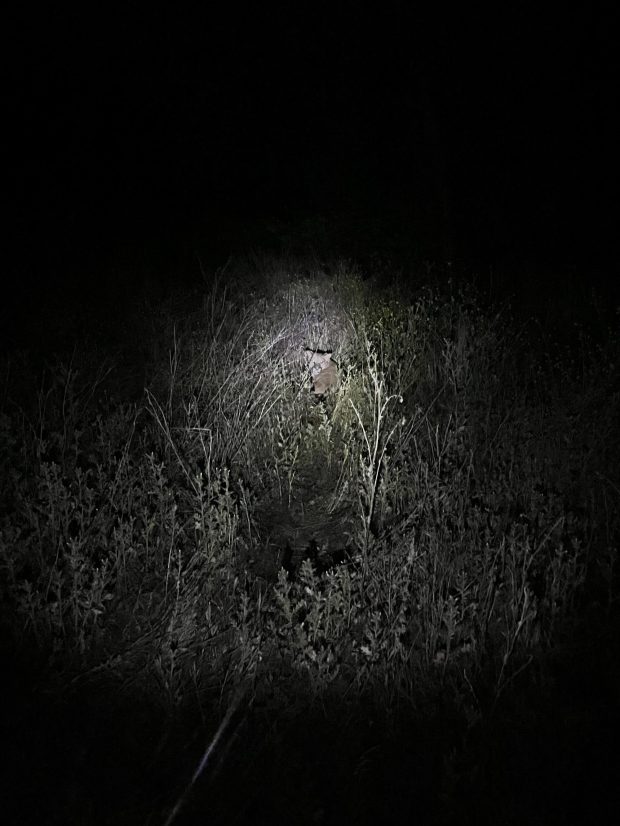 A 3-year-old male mountain lion found in Escondido was released near the Cleveland National Forest on Monday night. (California Department of Fish and Wildlife)
