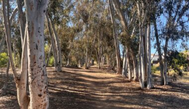 Hike of the week: A eucalyptus-shaded stroll through Damon Lane County Park – San Diego Union-Tribune