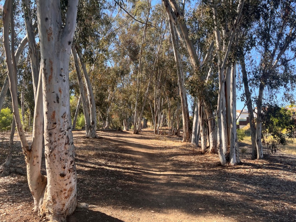 Hike of the week: A eucalyptus-shaded stroll through Damon Lane County Park – San Diego Union-Tribune