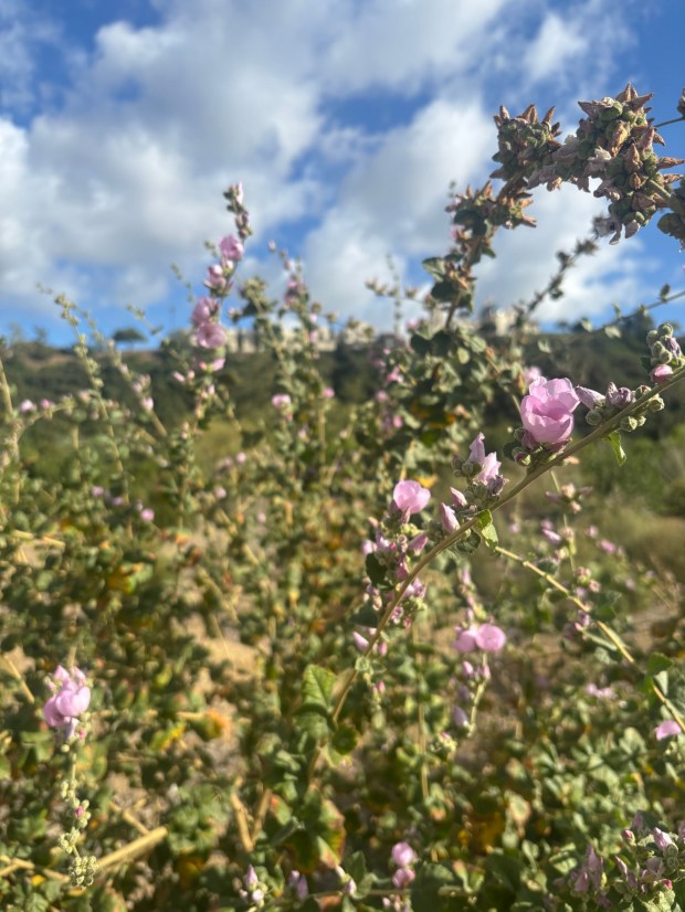 Chaparral mallow grows along the Gardena Loop Trail in Tecolote Canyon. (Maura Fox / The San Diego Union-Tribune)