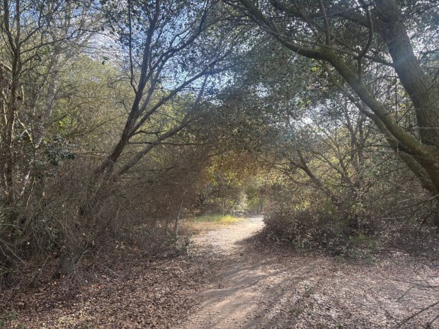 The second half of the trail travels through a shaded oak forest. (Maura Fox / The San Diego Union-Tribune)