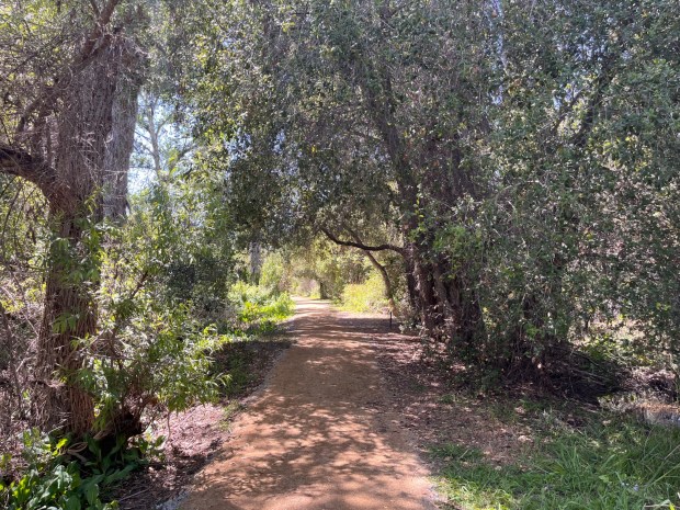 The Nature Trail heads west under live coast oak trees in Guajome Regional Park. (Maura Fox / The San Diego Union-Tribune)