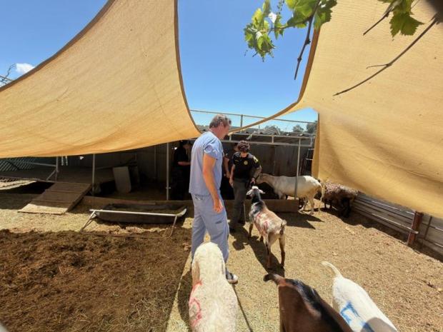 Goats are examined at Villa Chardonnay. (San Diego Humane Society)