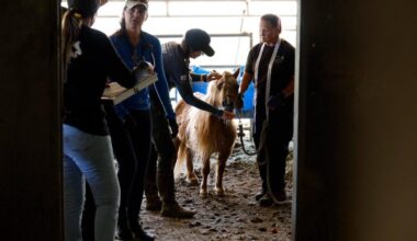 Turmoil surrounded Julian sanctuary for years before culminating in mass animal rescue – San Diego Union-Tribune