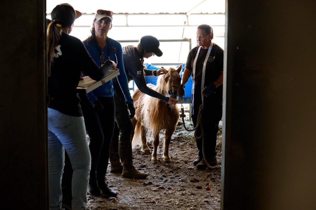 Turmoil surrounded Julian sanctuary for years before culminating in mass animal rescue – San Diego Union-Tribune