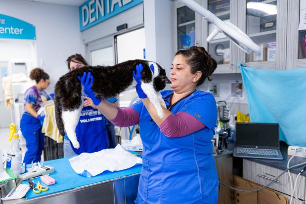 Animals from Villa Chardonnay are examined and cared for by the San Diego Humane Society and other partners. (San Diego Humane Society)