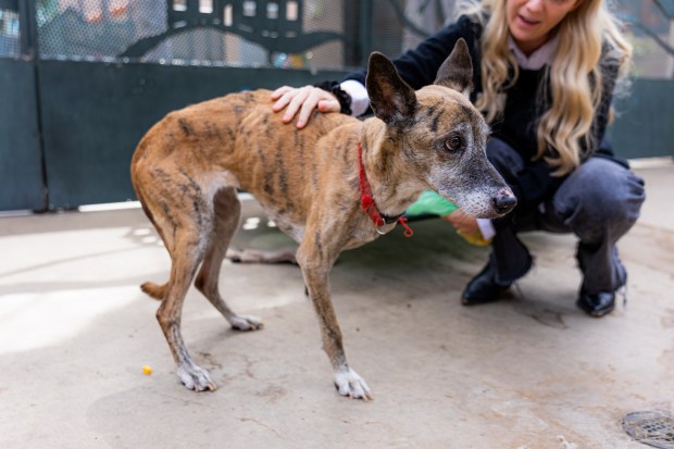 Animals from Villa Chardonnay are examined and cared for by the San Diego Humane Society and other partners. (San Diego Humane Society)