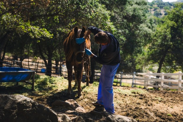 Animals from Villa Chardonnay are examined and cared for by the San Diego Humane Society and other partners. (San Diego Humane Society)