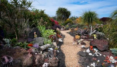 Under the sea … with succulents – San Diego Union-Tribune