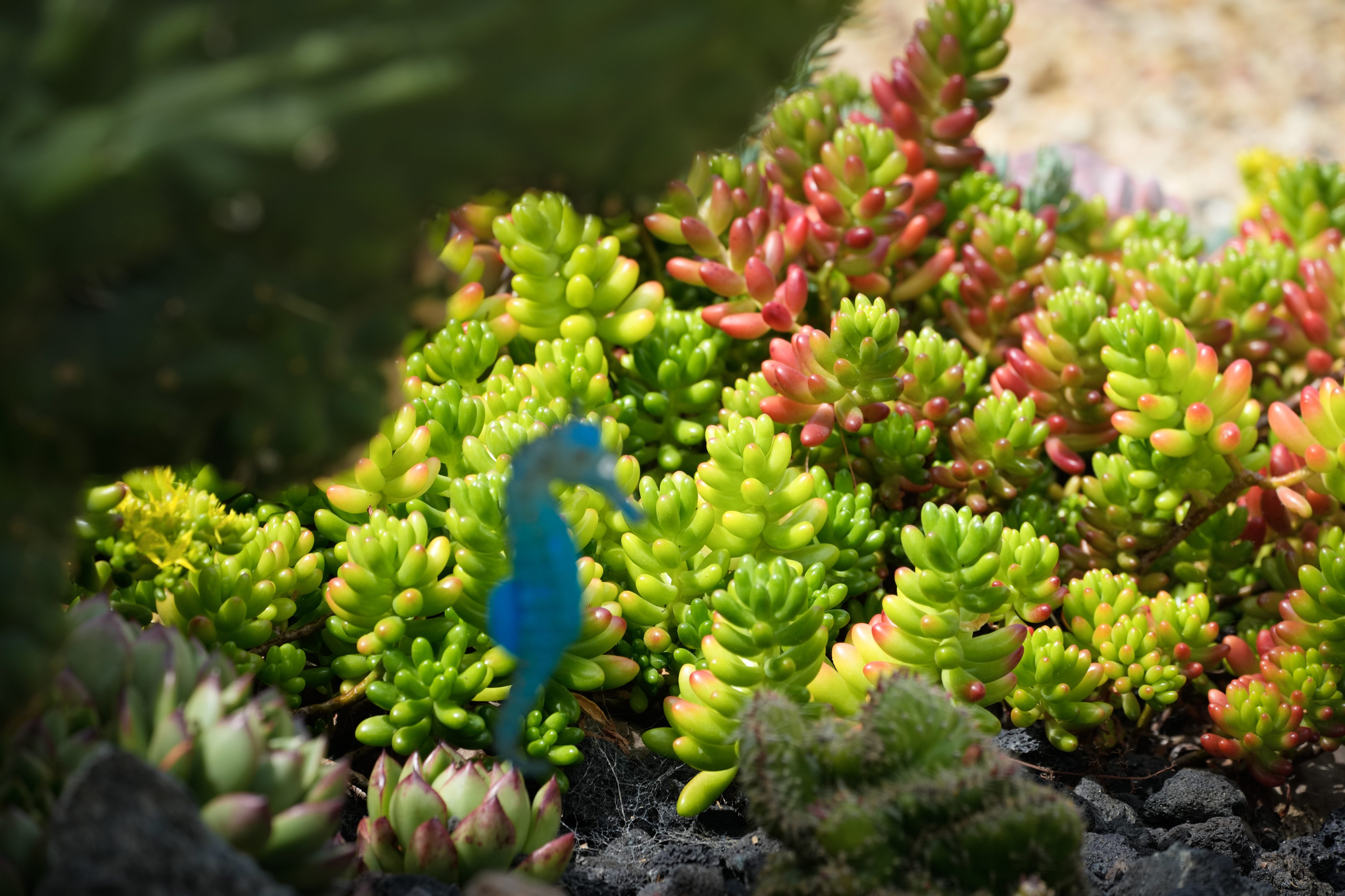 A jelly bean plant (Sedum rubrotinctum).Â  (Nelvin C. Cepeda /...