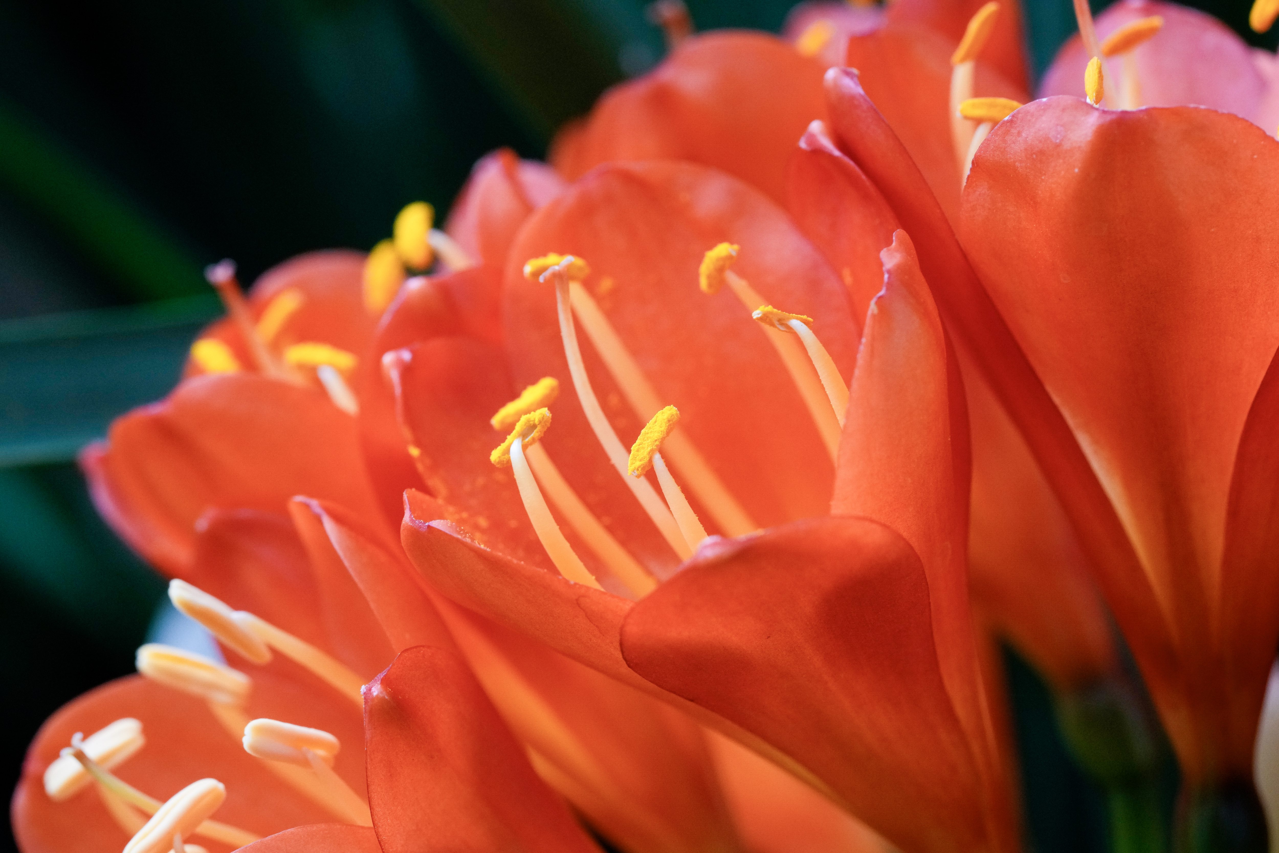 A fire lilyâs orange blossom creates a bright splash of...