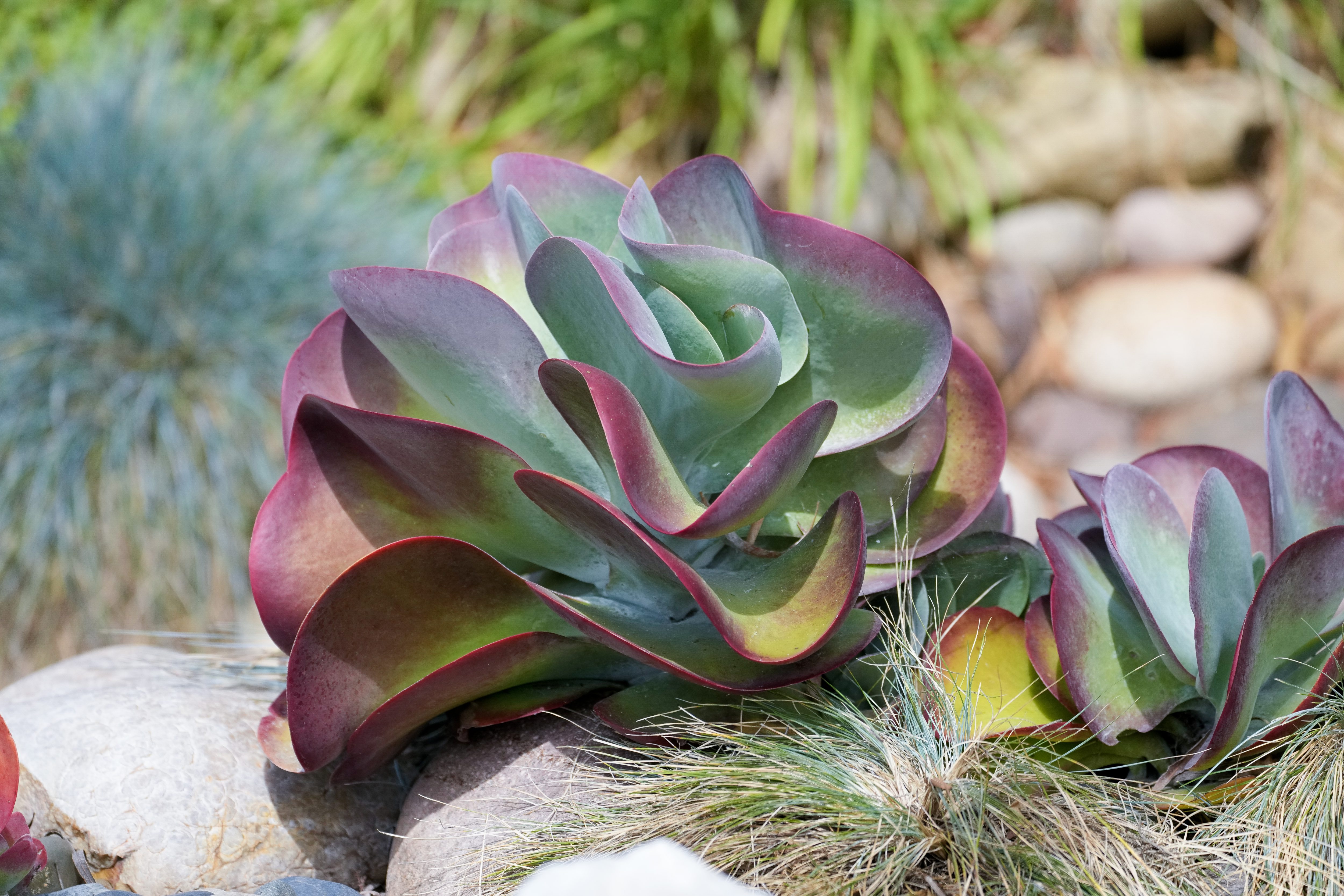 A large paddle plant (Kalanchoe) appears to ripple. (Nelvin C....